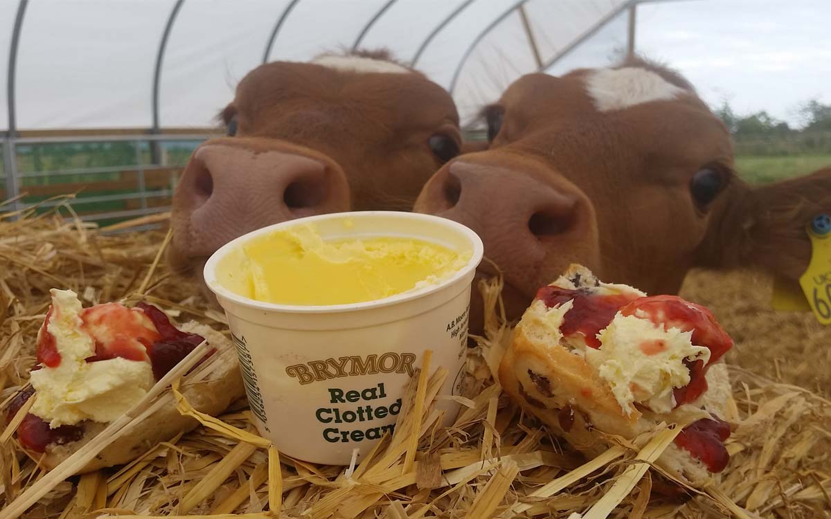 Brymor Ice Cream calves