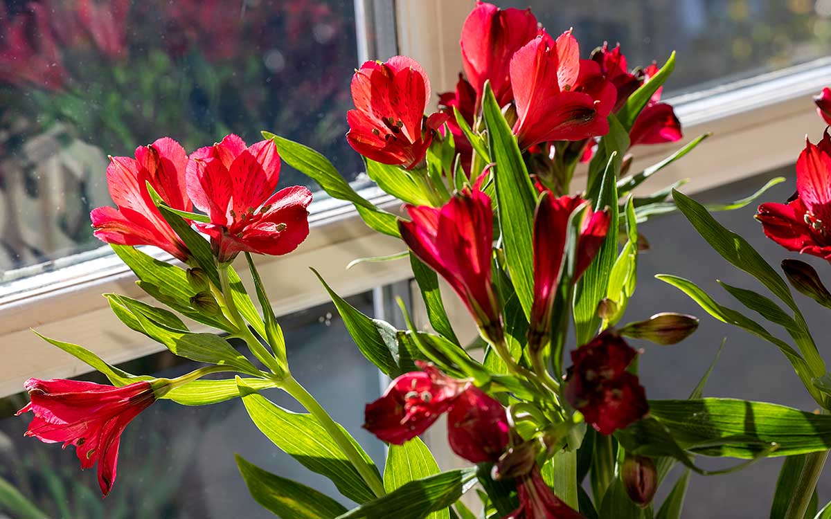 Red flowers in the bedroom