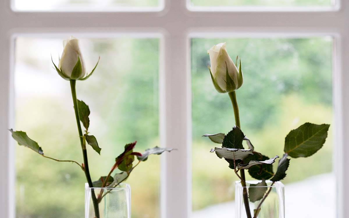 Roses in the window