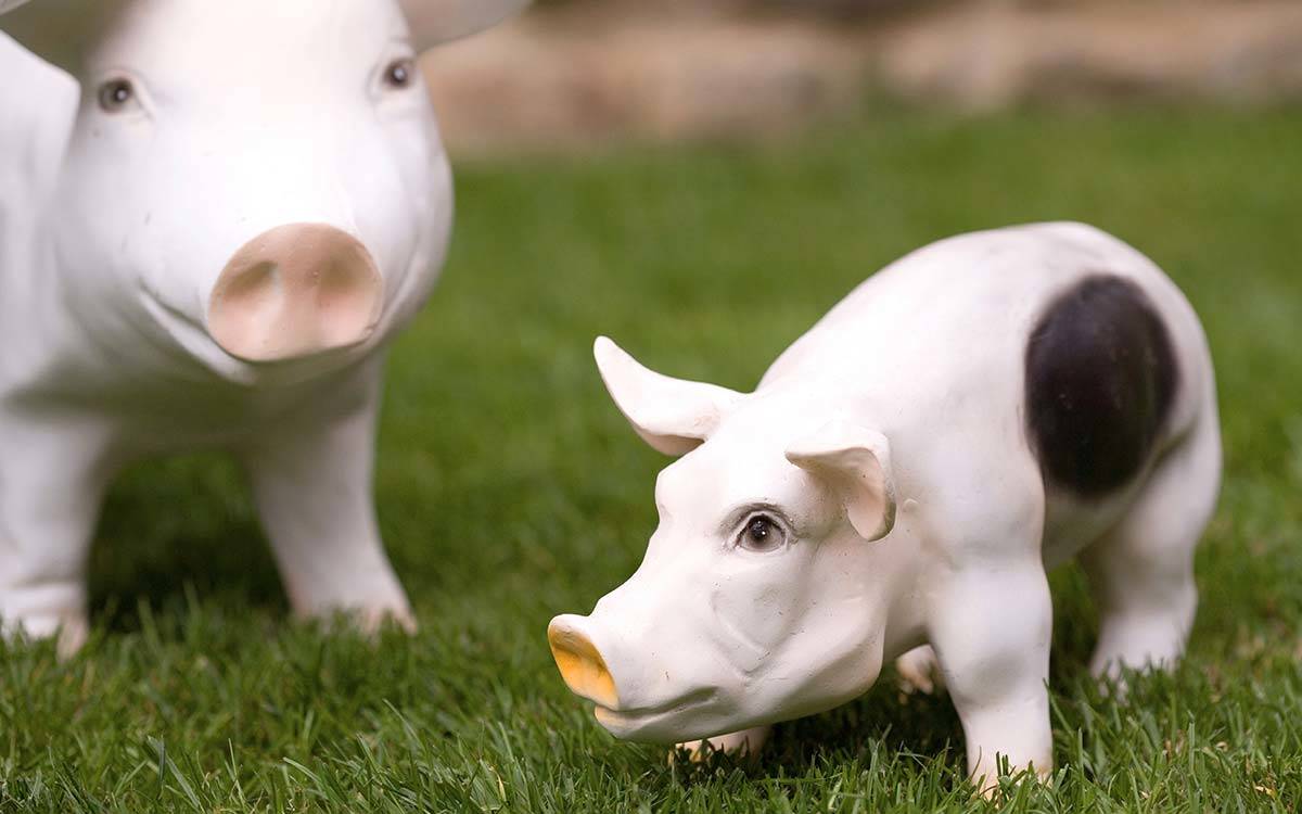 Ornamental pigs in the walled garden